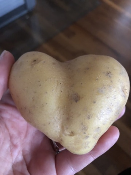 Herzförmige Kartoffel in einer Hand